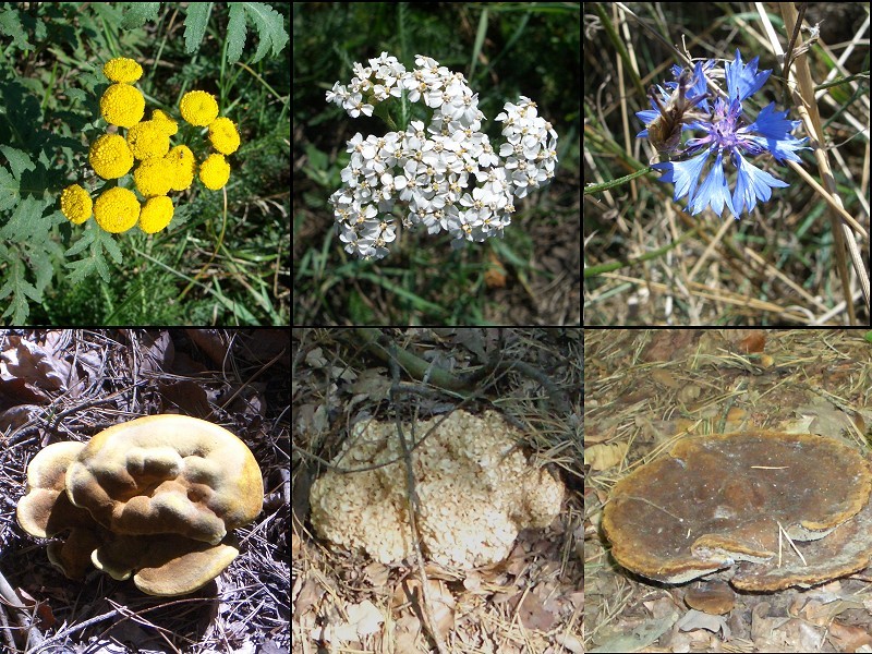 Collection of plants and mushrooms
