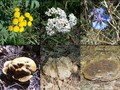 #7: Collection of plants and mushrooms