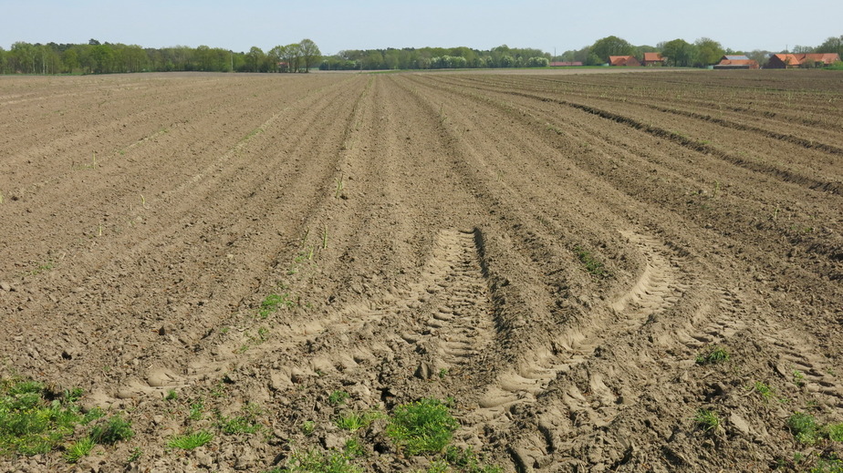 Second growth of asparagus