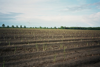 #1: General view of the confluence (towards NE)