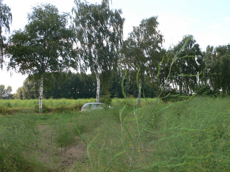 Looking West with Subi on Country Lane