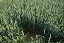 #5: The confluence point lies in this well-worn hole in a wheat field