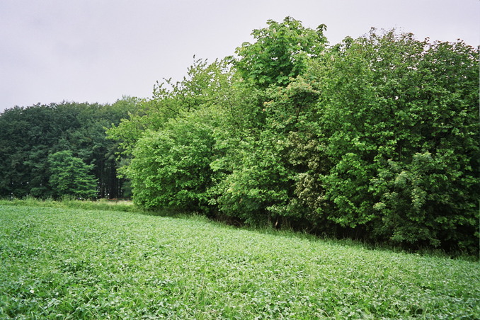 View towards SW from the confluence