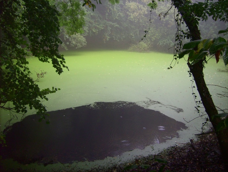 Kleiner See auf dem Weg / Small pond on the way