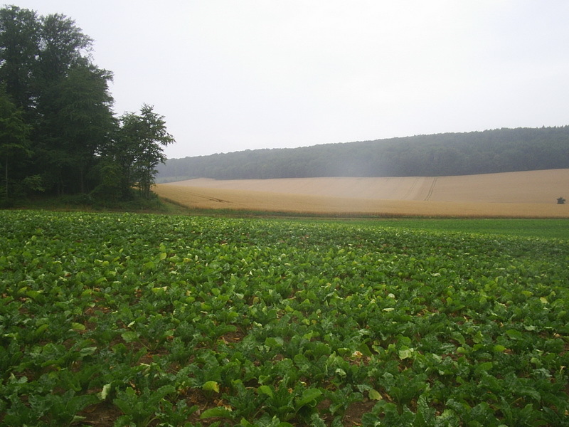 View to the west; sugar beets