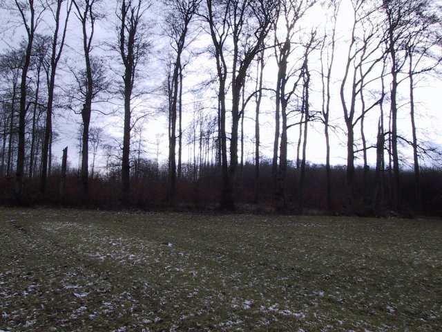 South view, a small forest covering the hills south of Evensen