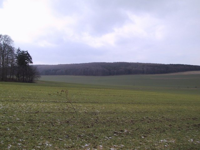 West view, more forest