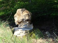 #8: Felled Tree