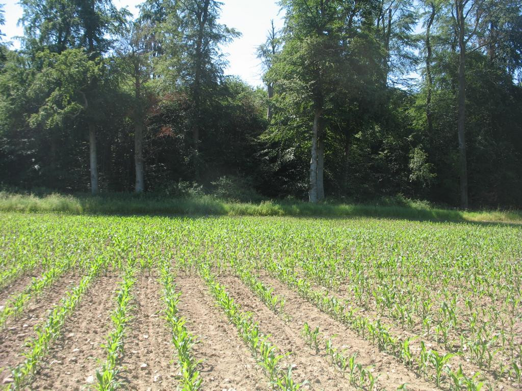 Süden; view south