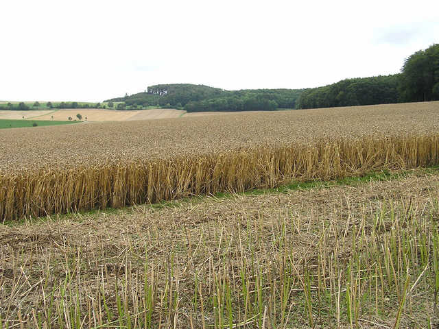 East view