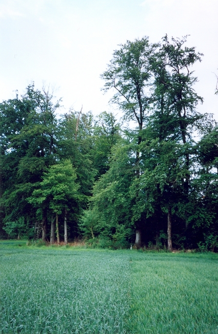 View towards S from the confluence