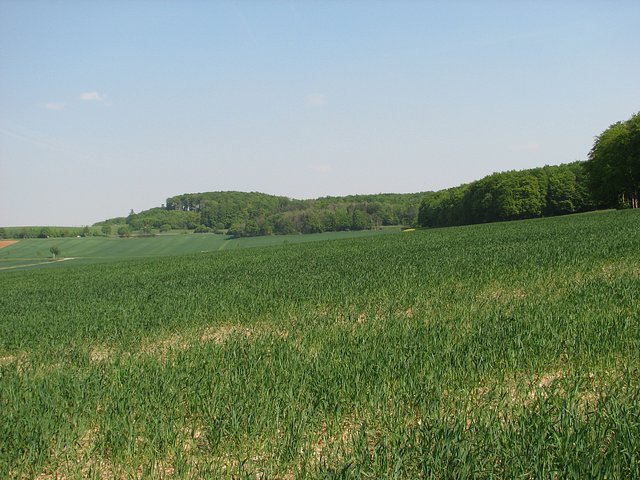 View east