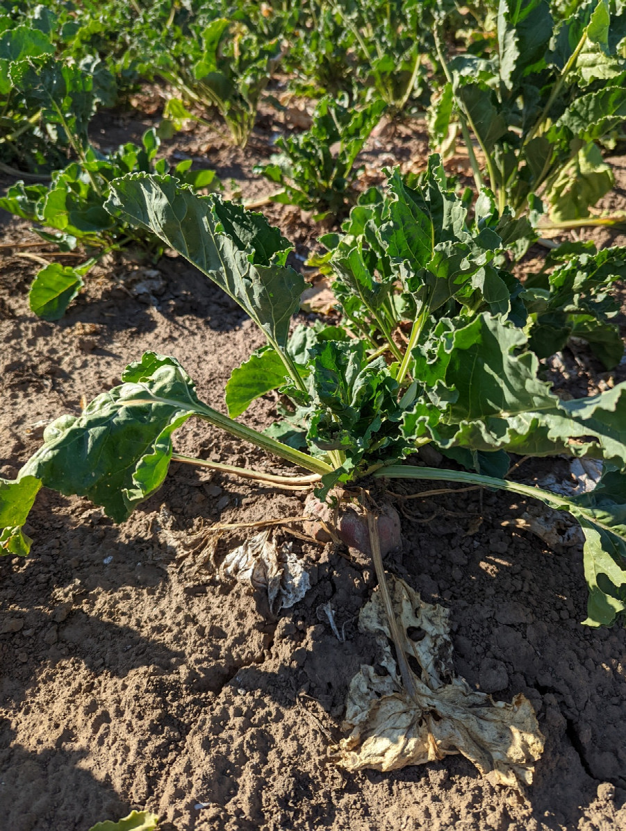 This year's crop is sugar beet (I think)