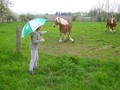 #9: Horses