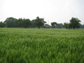 #5: West