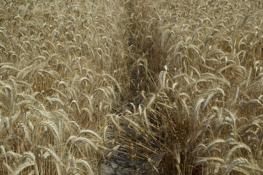 The confluence point lies just within a wheat field