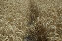 #5: The confluence point lies just within a wheat field