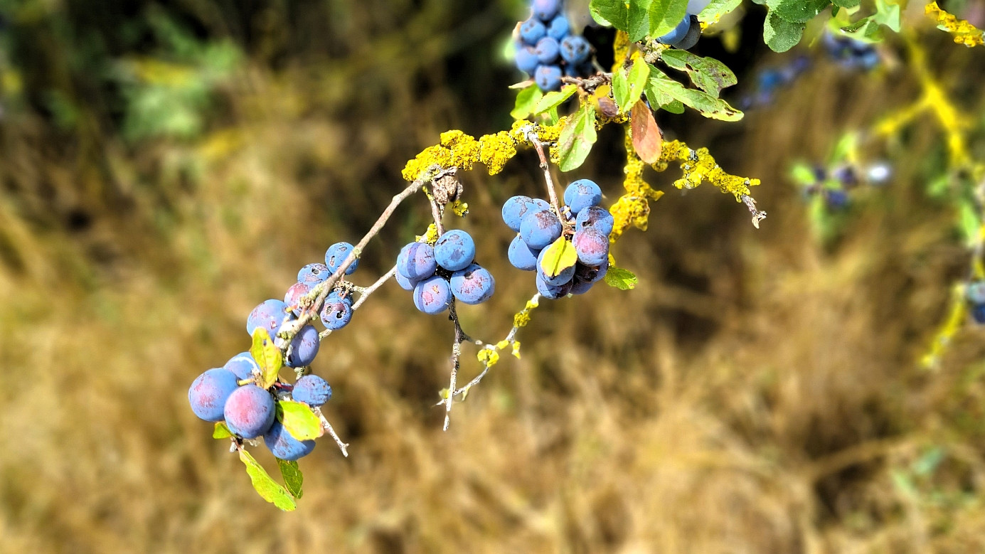 vegetation nearby: Prunus spinosa