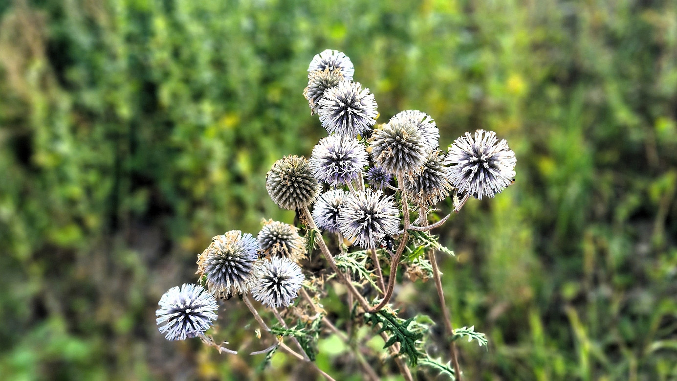 vegetation nearby: Echinops sphaerocephalus