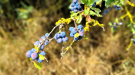 #10: vegetation nearby: Prunus spinosa