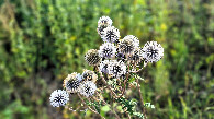 #9: vegetation nearby: Echinops sphaerocephalus