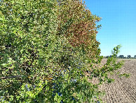 #10: walk along field edge