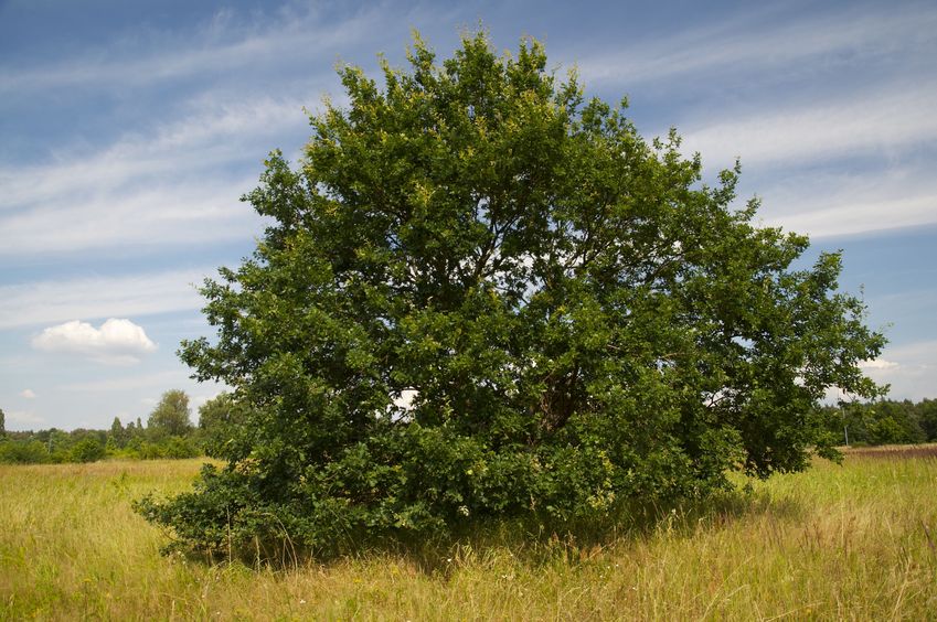 The 'confluence tree', viewed from a distance.  (The confluence point lies under this tree.)