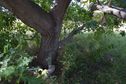 #5: The confluence point lies almost directly under an oak tree