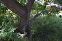 #5: The confluence point lies almost directly under an oak tree