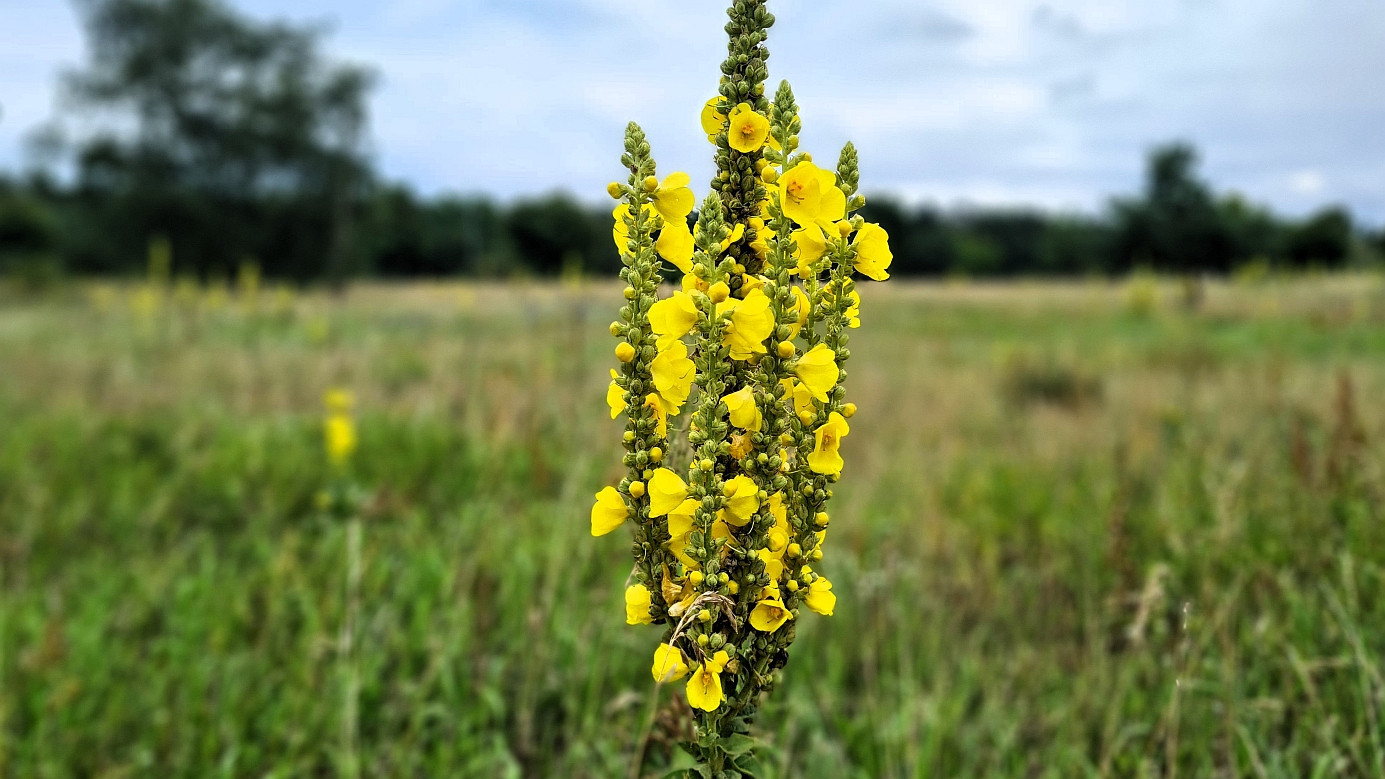 vegetation in the field: Verbascum phlomoides