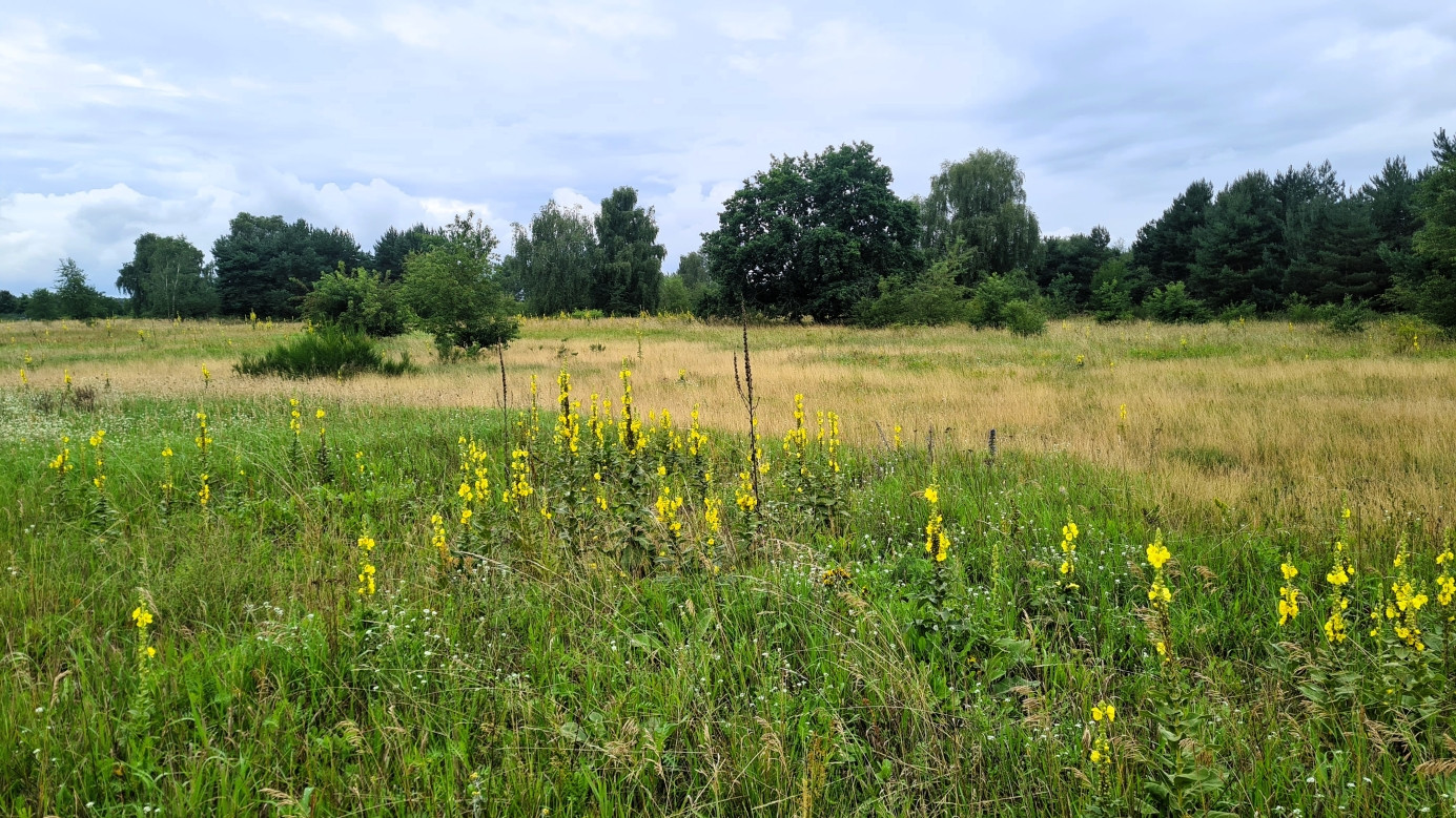 the field