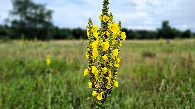#10: vegetation in the field: Verbascum phlomoides