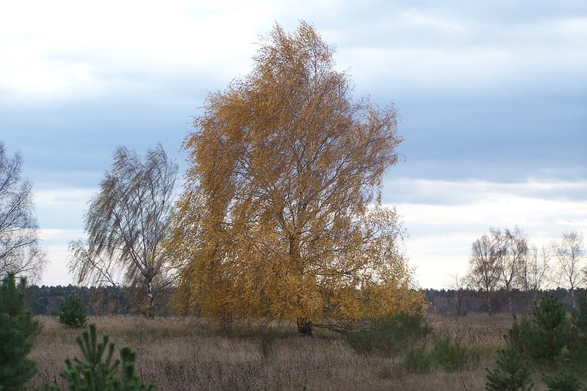 View towards SW from the confluence