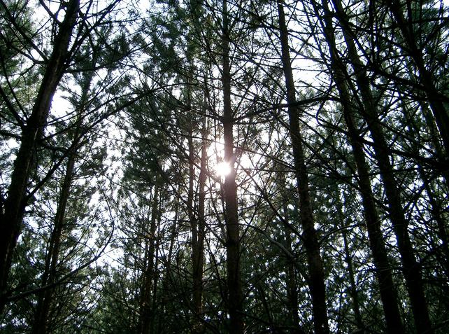 Watched by the sun
