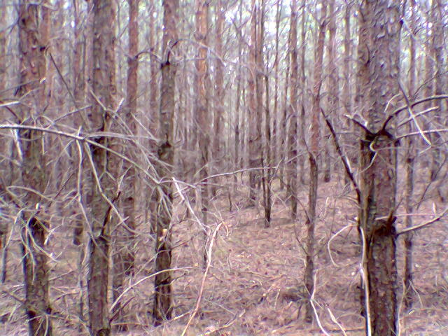 View towards NW from the confluence