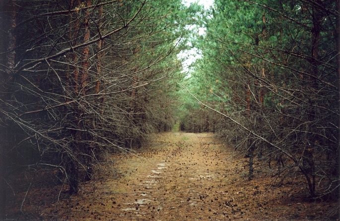 Nearby forest path (ca. 70 m from the confluence)