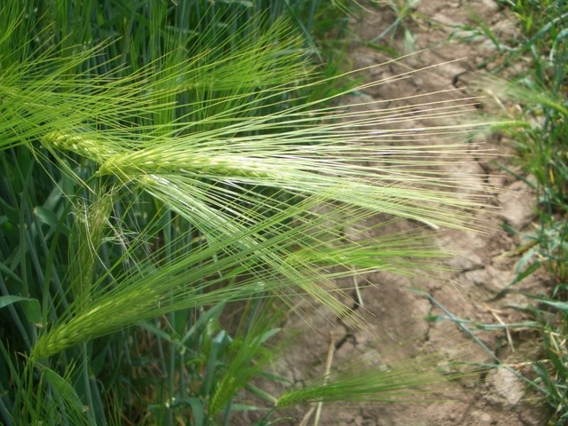 Barley hanging over the DCP