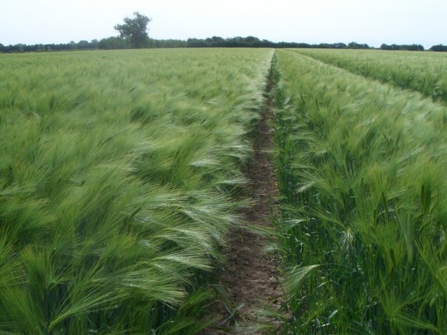 The agricultural track with the DCP