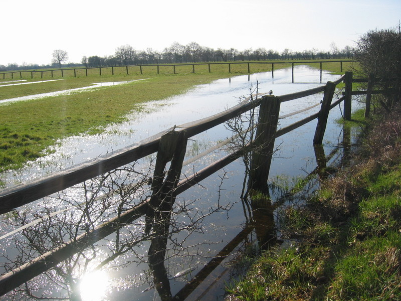 A Flooded Meadow