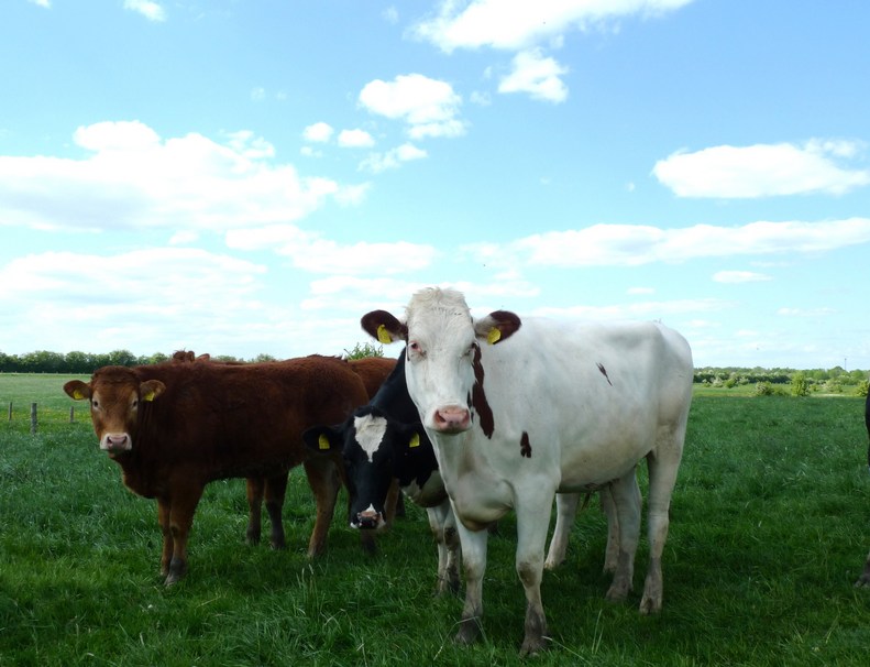 Cows nearby