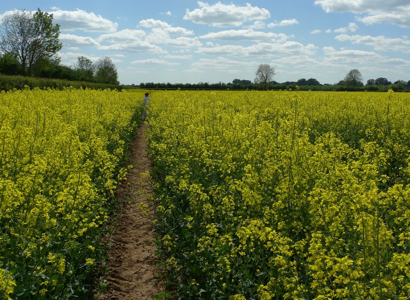 Oil-rape crop (sometimes called Canola)