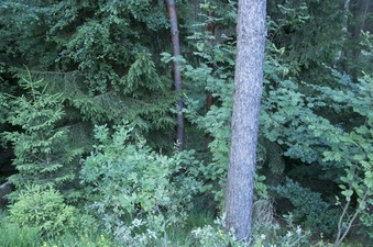 #1: The confluence point lies 14 meters down this steep bank alongside a road.  (This is also a view to the East.)