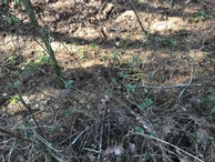 #4: Ground cover at the confluence point. 