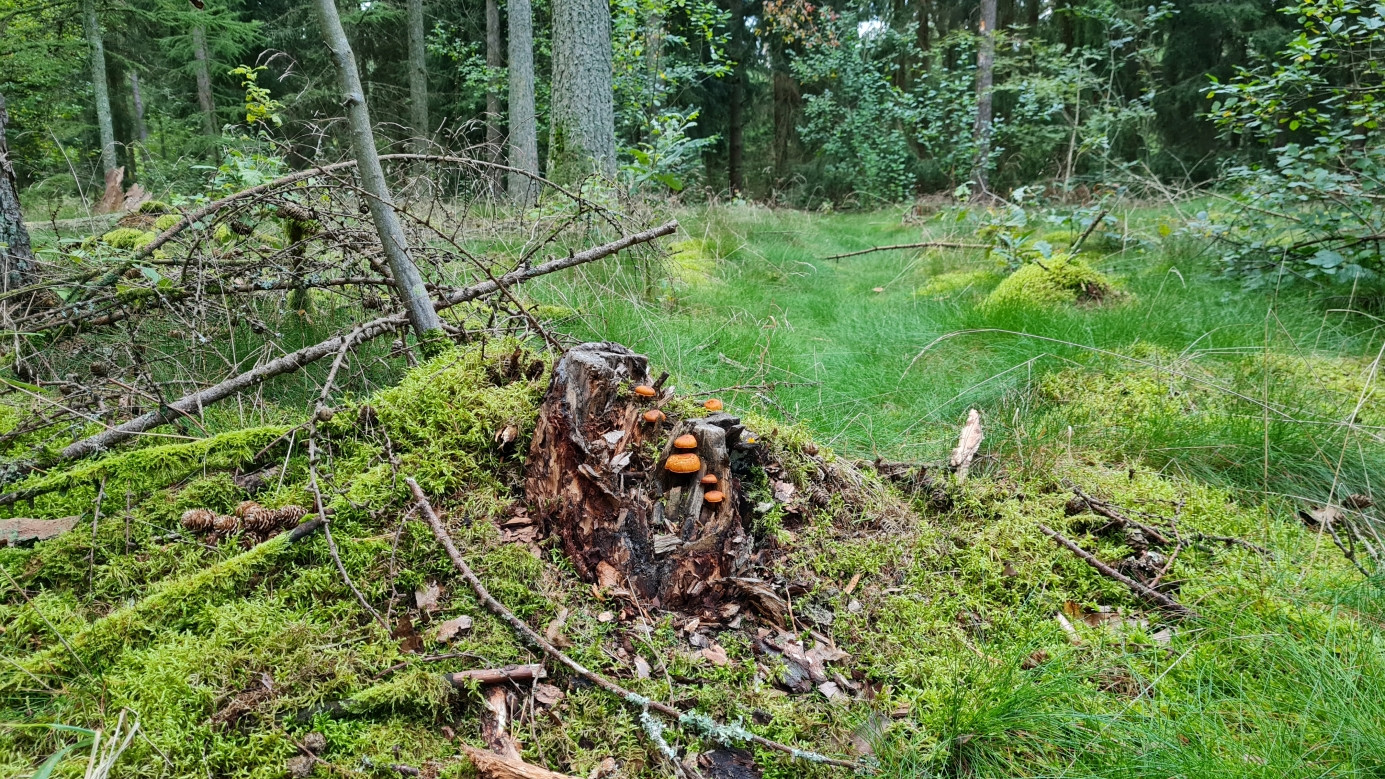 typical vegetation in the woods