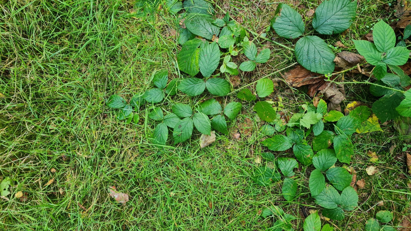 Ground at the CP