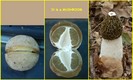 #10: A most peculiar mushroom