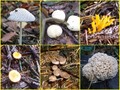 #9: Tiny mushrooms everywhere