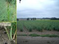#9: Asparagus