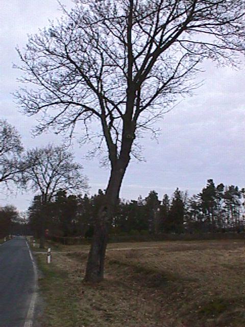 Looking north to the confluence tree