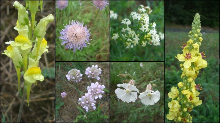 Plants at the CP